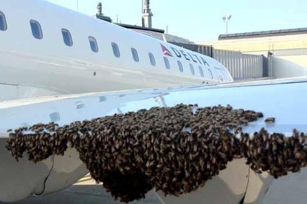 APG 038 – Bees on a Plane