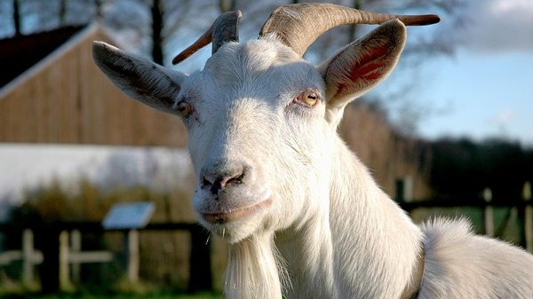 goat-belgium